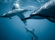 星空体育官网-日媒：冬奥会分散办赛利弊共存